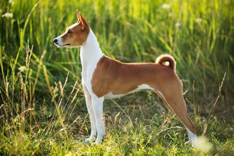 Breed Spotlight Basenji Best Dog Dna Test For Breed