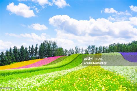 Colourful Lavender And Flower Field At Tomita Farm In Summer Furano