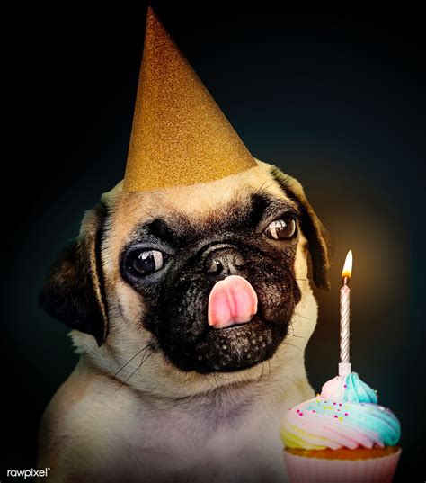 Adorable Pug Puppy Wearing A Hat With A Birthday Cake Premium Image