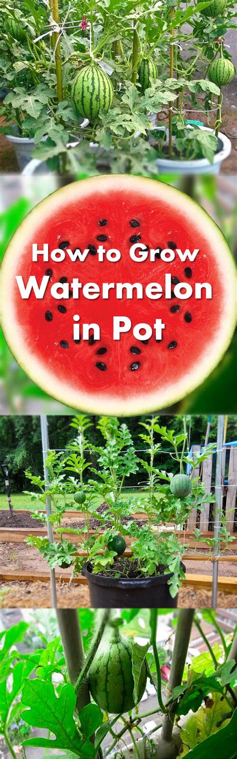 How To Grow Watermelons Vertically In Pots Indoor Vegetable Gardening