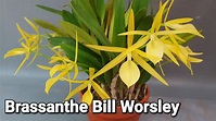 Brassanthe Bill Worsley (브라산테 빌 월슬리) - YouTube