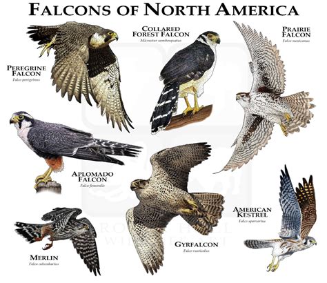 Falcons Of The United States Poster Print Etsy Backyard Birds