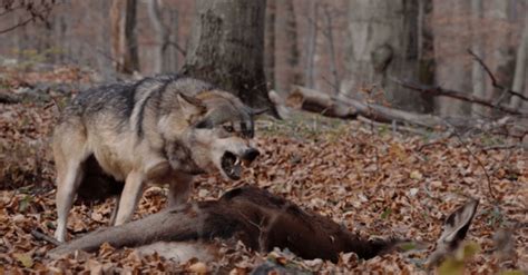 Wide Shot Of Wolf Feasting On Carcass Snarling Horkai