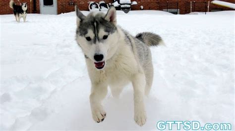 Siberian Husky Play In Snow Snowmageddon 2014 Snow Dogs Snow Dogs
