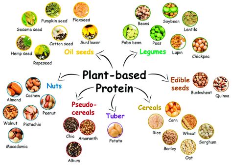 major sources of plant based proteins download scientific diagram