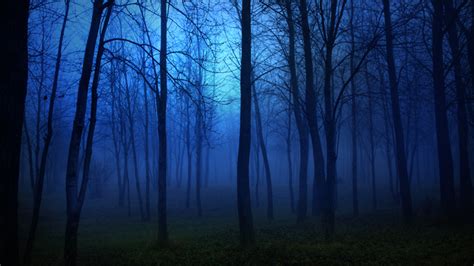 1920x1080 1920x1080 Night Forest Lights Trees Landscape Light