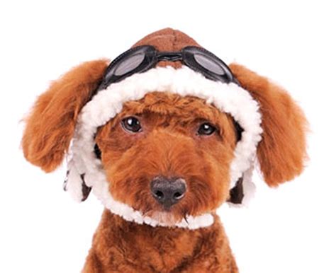 Dogo Aviator Hat For Cat Dog Puppy Pet Xs Quantity 1 Hat By Dogo