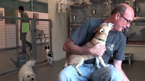 Atlanta Small Pet Rescue Small Dog Pet Rescue Pet Adoption And
