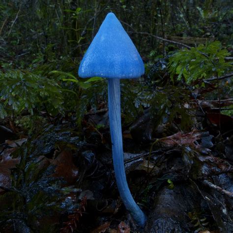 (redirected from liberty cap (mushroom)). The Entoloma Hochstetteri on emaze