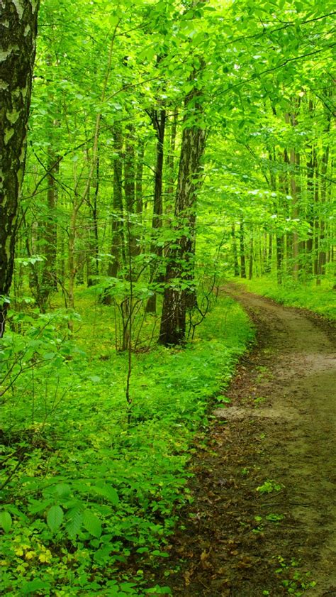 Sand Path Between Green Trees In Forest 4k Hd Nature Wallpapers Hd
