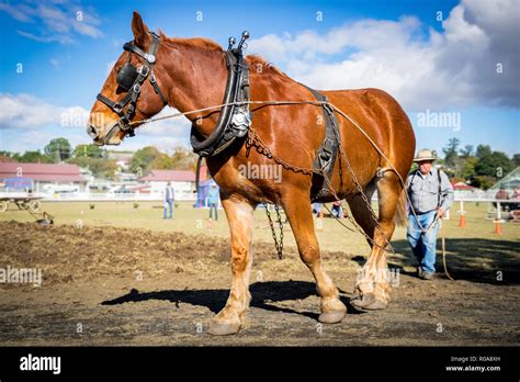 Draft Horse High Resolution Stock Photography And Images Alamy