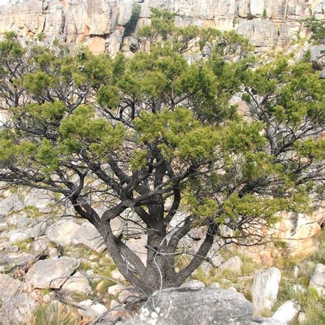 Pin On Indigenous Trees Of South Africa