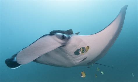 Largest Known Manta Ray Population Is Thriving Off The Coast Of Ecuador