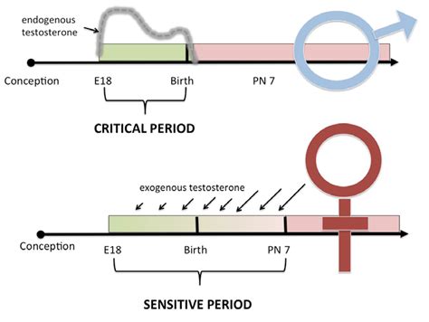 The Critical And Sensitive Periods For Sexual Differentiation