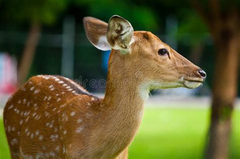 Sika Deer Stock Image Image Of Spot Body Wild Mammal 26447537