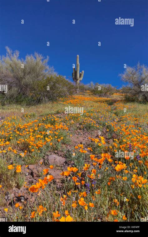 Mexican Gold Poppies Blooming In Peridot Mesa At The San Carlos Apache