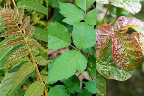 Treating Poison Ivy Oak And Sumac Outdoor Blog