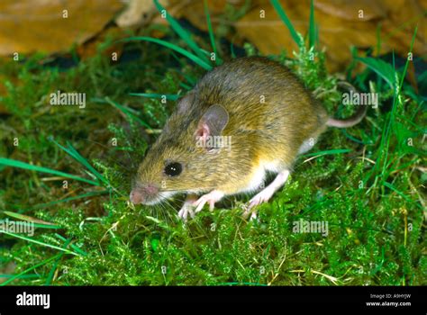 Wood Mouse Apodemus Sylvaticus Foraging Stock Photo Alamy