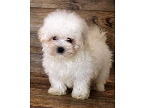 Maltese Puppy White Id190 Located At Petland Eastgate Ohio