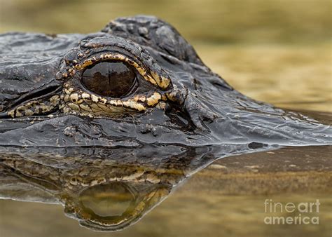 American Alligator Photograph By Joshua Clark