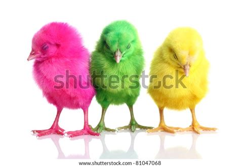 Baby Chicks Sleeping Isolated On White Stock Photo Edit Now 81047068