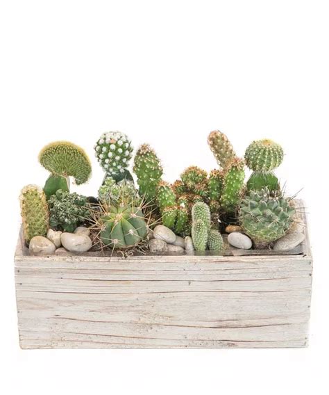Assorted Cacti Planted In A Rectangular Wooden Box Box Measures Approx