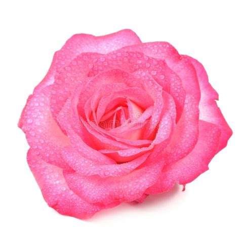 Beautiful Pink Rose Flower With Water Drops Isolated On White