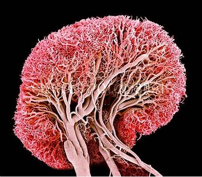 Blood Vessels Lymph Node Sem Electron Micrograph