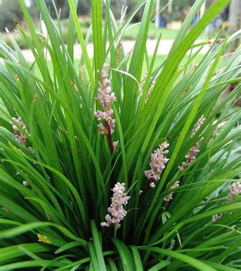 Liriope Muscari Urbidermis