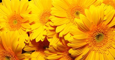 Las 10 Plantas Con Flores Amarillas Nombres Características E Imágenes