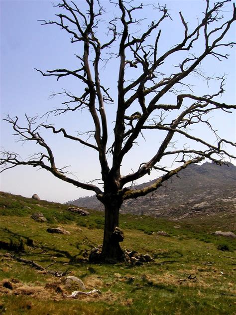 Dead Tree Free Photo Download Freeimages