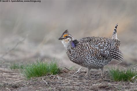 Sharp Tailed Grouse 7