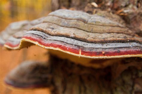 Colorful Polypore Stock Photo Download Image Now Autumn Beech Tree