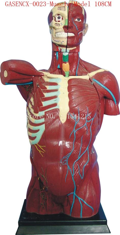 Human Anatomy Torso Model Teaching Medical Muscle Model Cm Gasencx