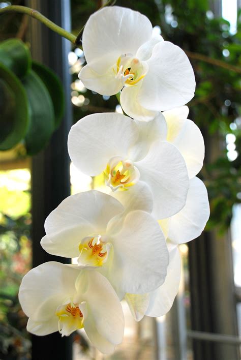 Summer Flower Orchids