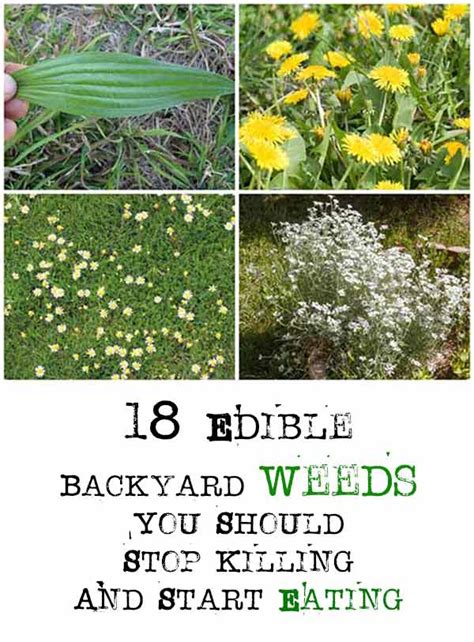 18 Edible Backyard Weeds Home Garden Diy