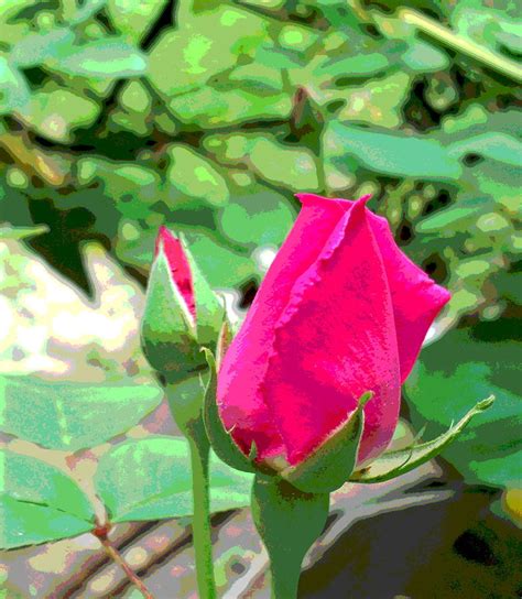 Pink Rose Buds Closeup Photograph By Padre Art Fine Art America