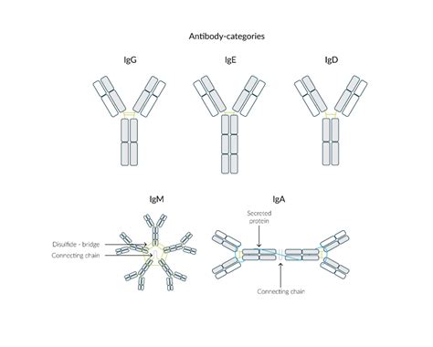 Monoclonal Antibodies Formation Methods Advantages Anvajo