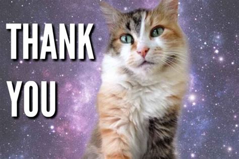51 Nice Thank You Memes With Cats In 2021 Thank You Memes Cats