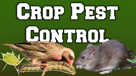 Cultural Methods Of Crop Pest Control Part 1 Youtube