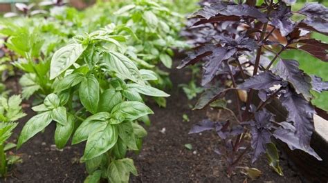 15 Types Of Basil To Add A Little Variety In Your Herb Garden