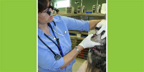 Dentistry For Pets