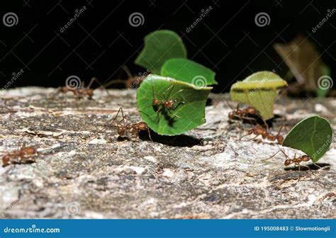 Leaf Cutter Ant Atta Sp Adult Carrying Leaf Segment To Anthill