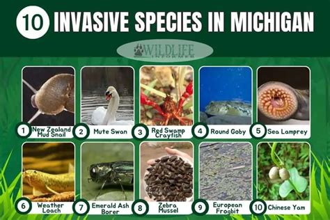 10 Invasive Species In Michigan With Pictures Wildlife Informer