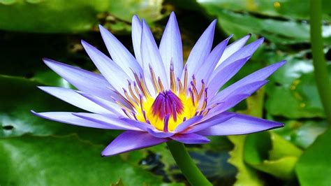 Top 10 Colorful Water Lilies Ever You Seen Amazing Flowers Videohd