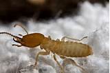 Pictures of Termites Role In Ecosystem
