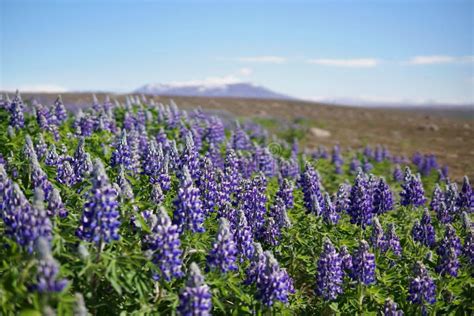 Typical Icelandic Violet Blooming Flowers Lupins In The Broad Flower