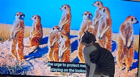 Cats Being Meerkats Rcatsbeingcats