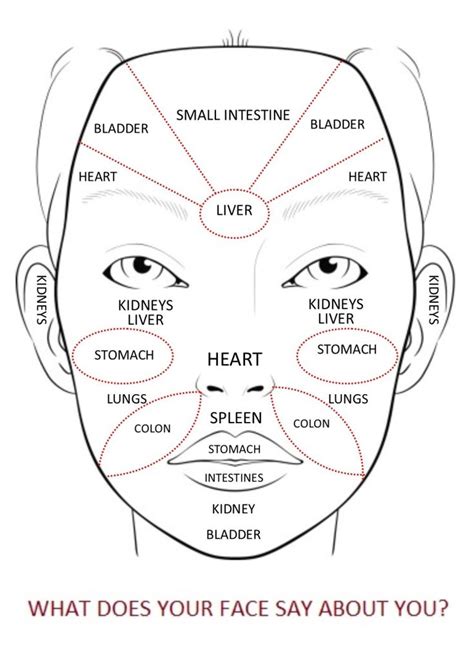 Face Mapping For Acne The Ultimate Guide Face Mapping Acne Face