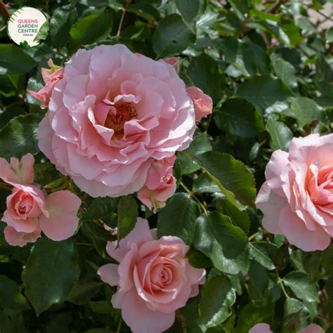 rosa bella rosa floribunda rose minimum order 3 plants recommended queens gc victoria